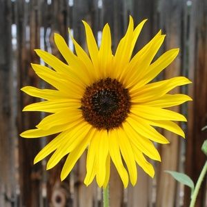 Meet your Posher, Paige